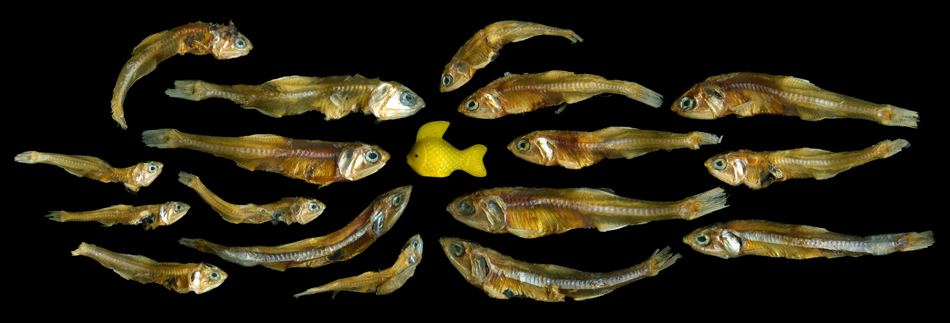 Angki Purbandono | A New Fish on The Block