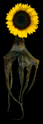 Angki Purbandono | Octopus